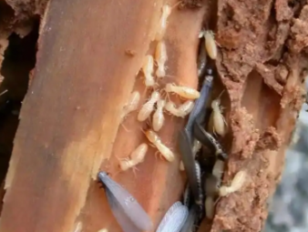 德阳白蚁防治公司分享商铺门店白蚁防控：守护经营环境，避免营业损失